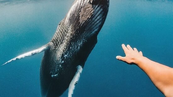 Stop the Slaughter: The Fight to End Whaling